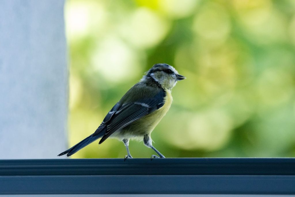 Ridenger Foliendesign Glas Fenster Leistungen Vogel2